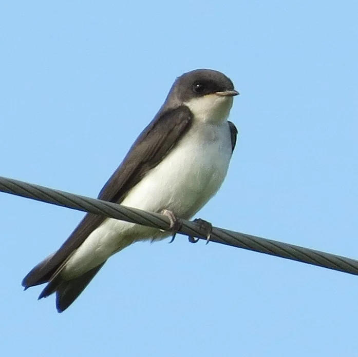 Tree Swallow