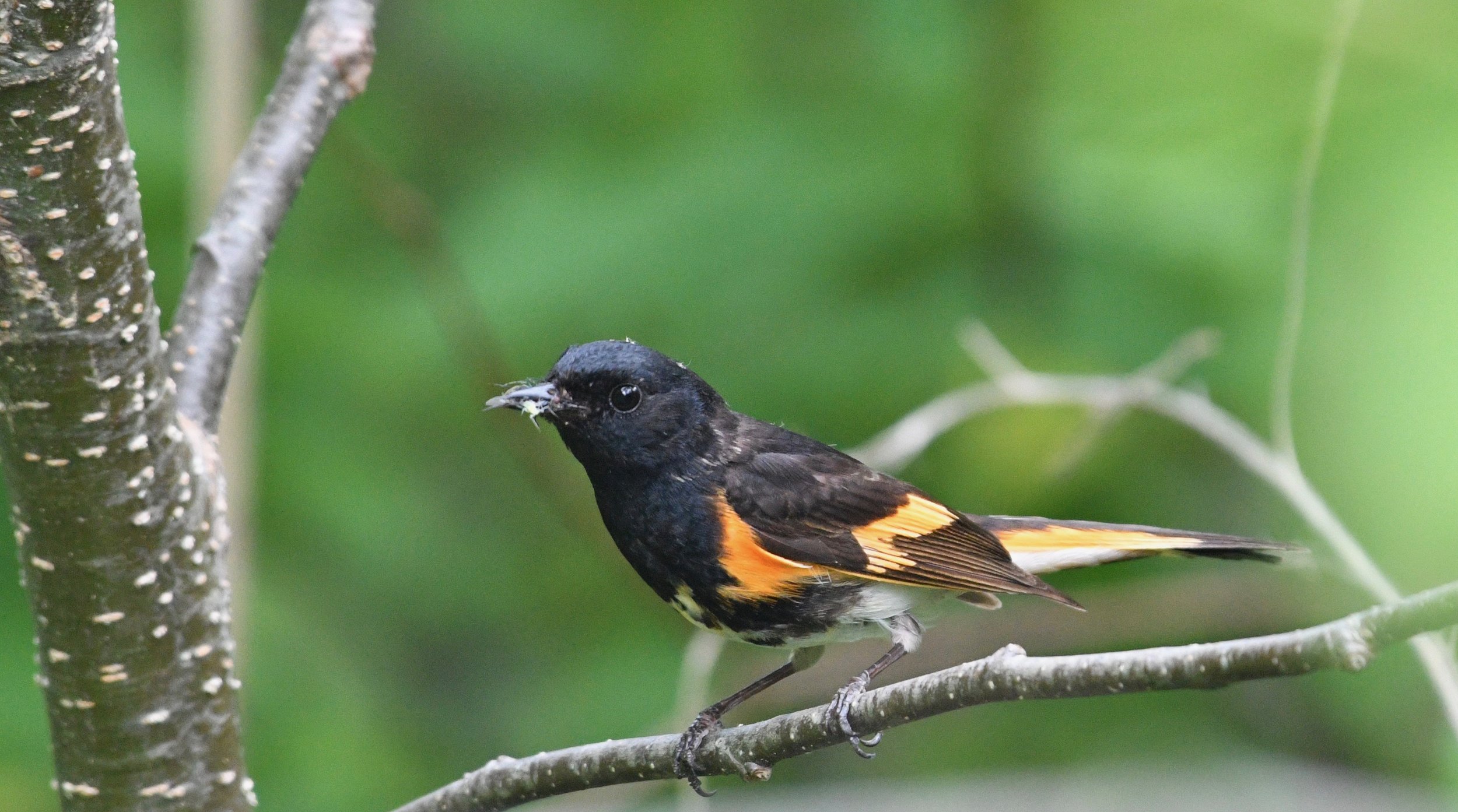 baltimore oriole - carbyn - Lu Carbyn.jpg