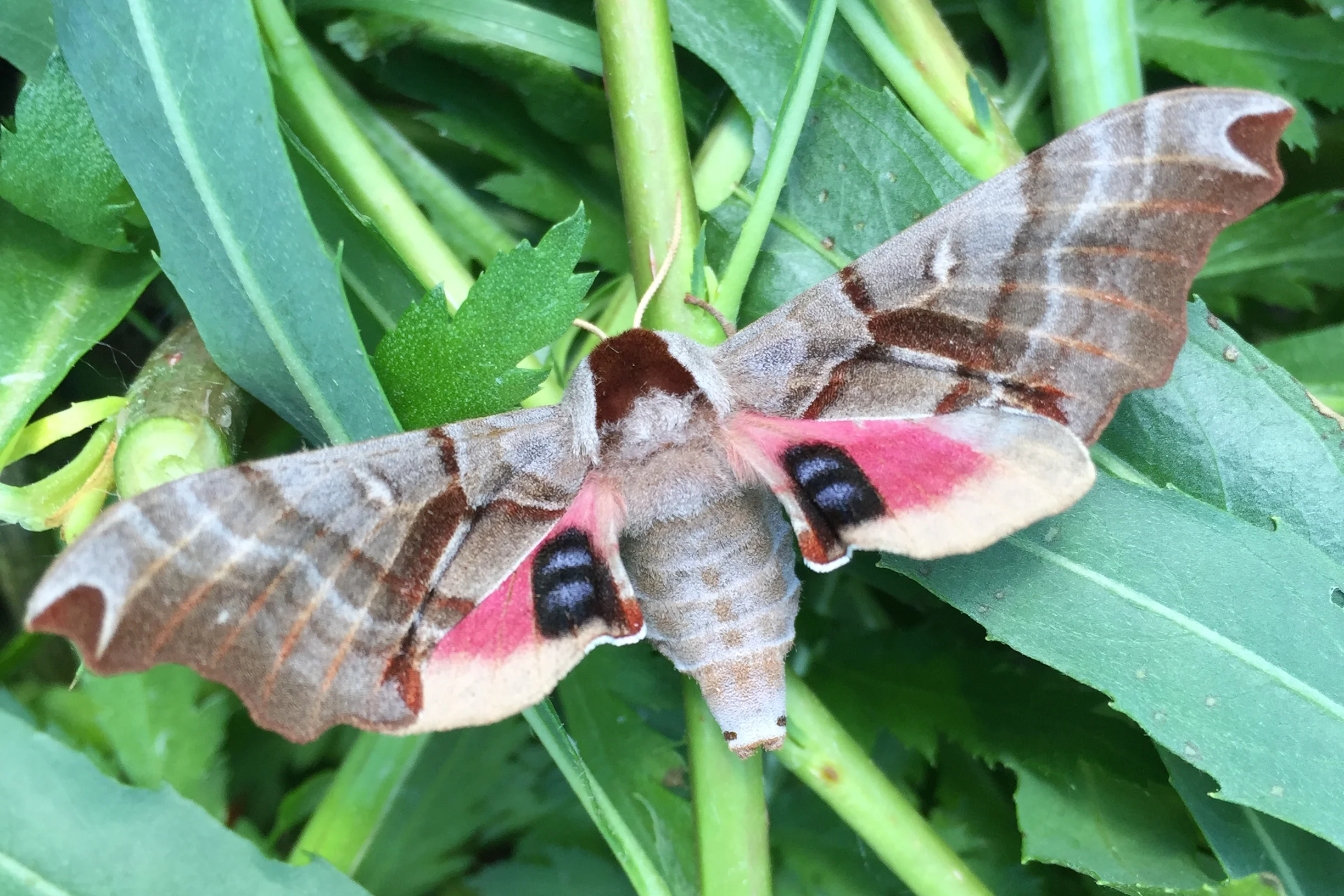 Types Of Moths Alberta
