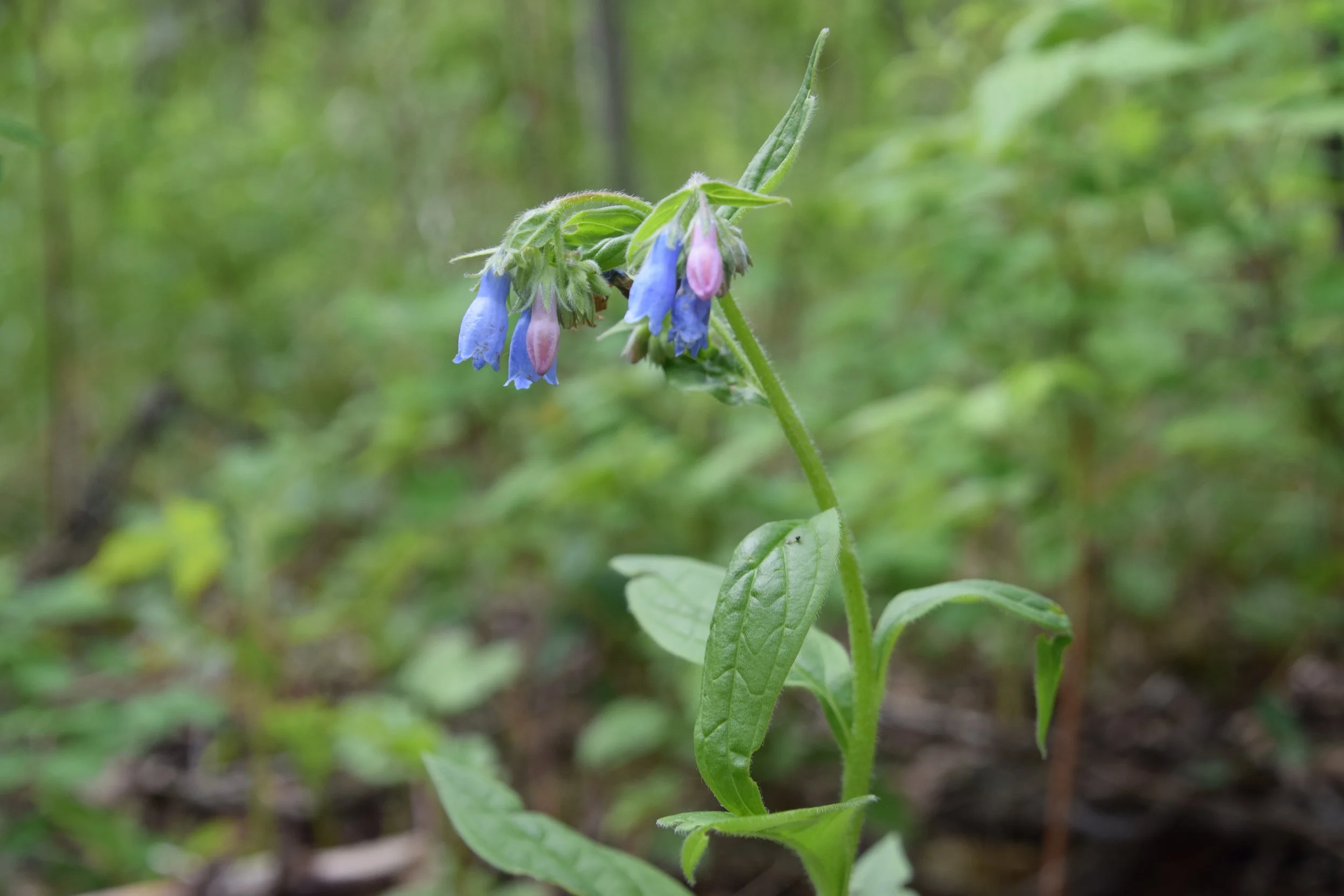tall lungwort flower - EALT.JPG