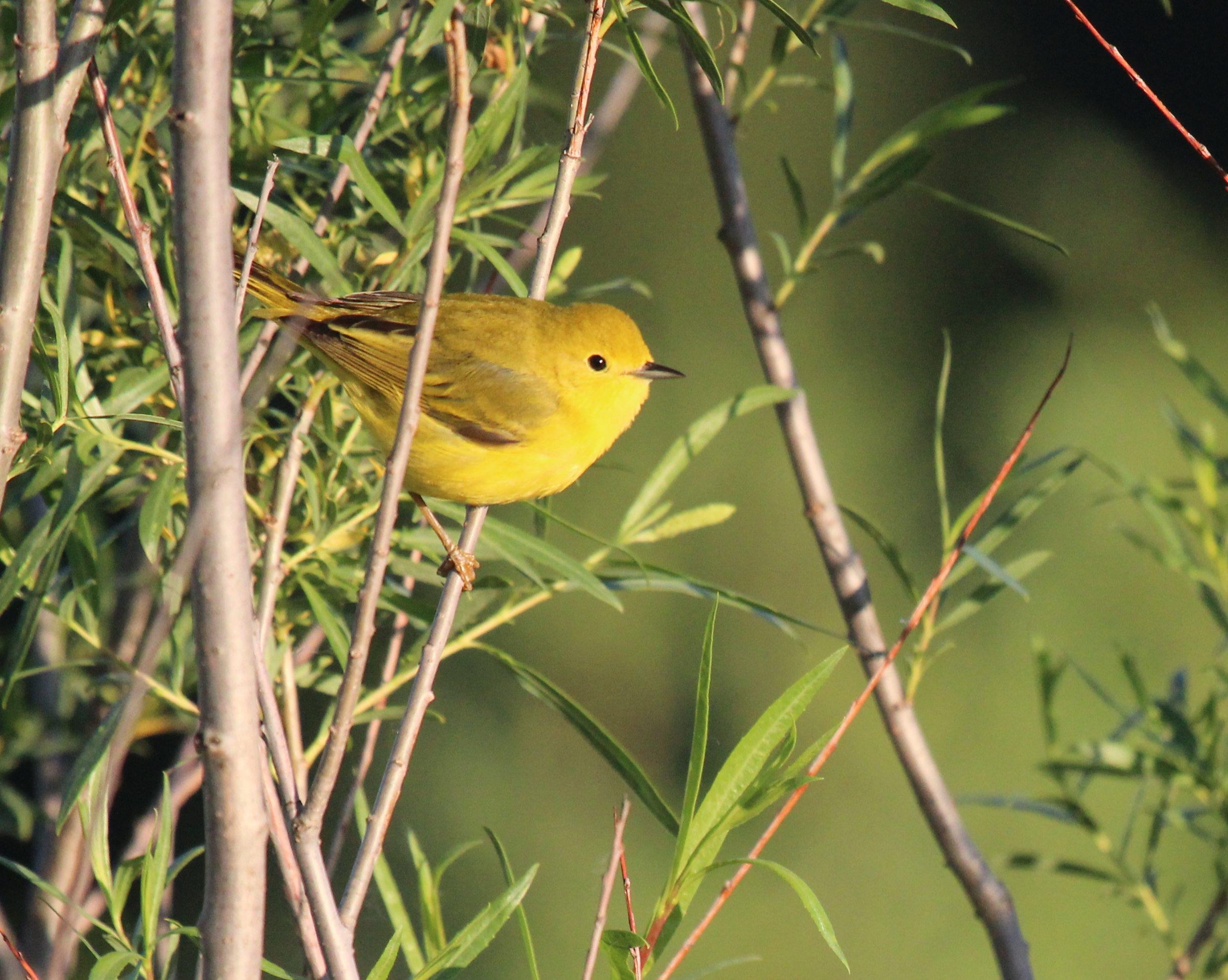 yellow warbler - Dorothy Monteith.JPG