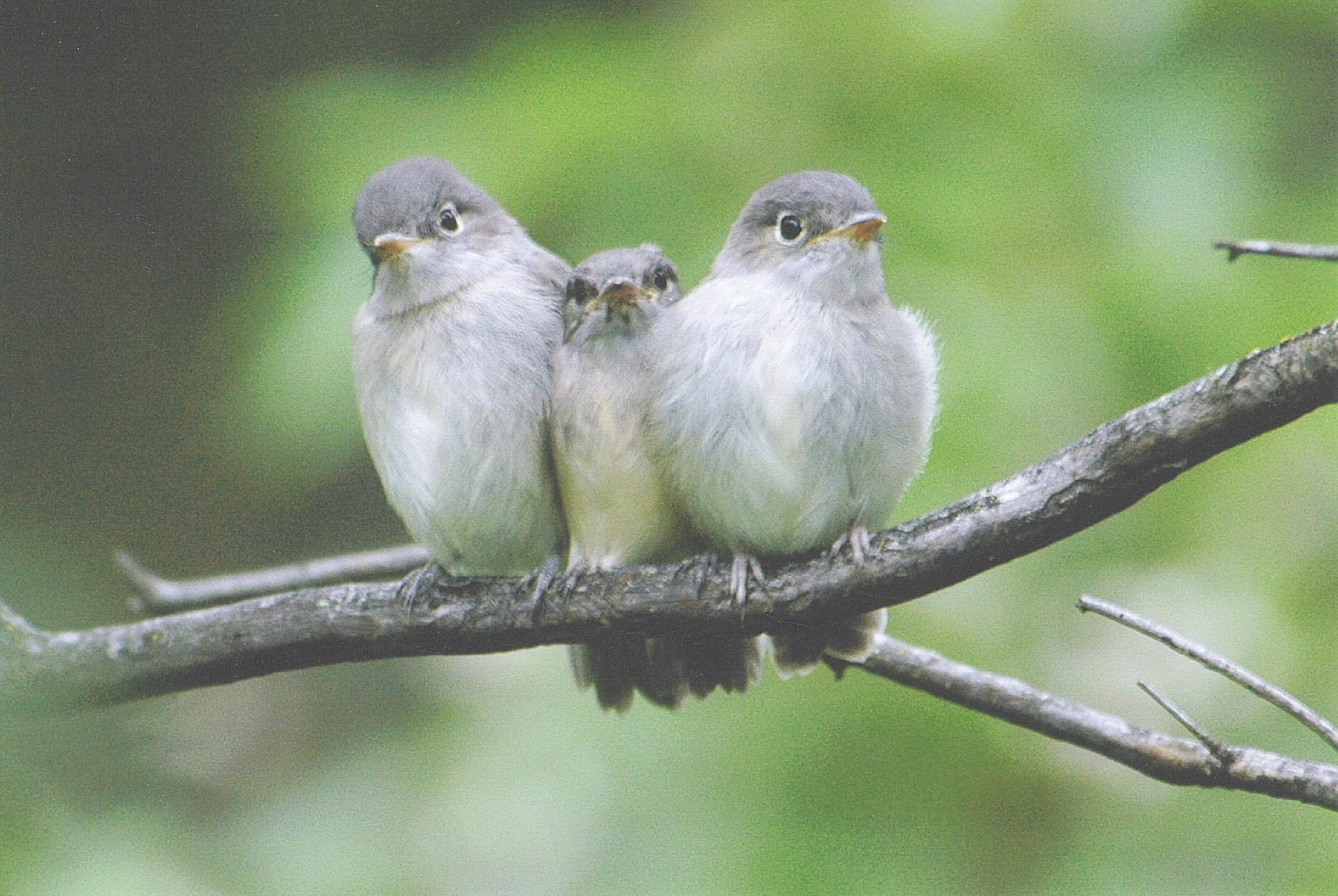 Least Flycatcher fledglings by Betty Fisher