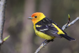 Western Tanager by Gerald Romanchuk