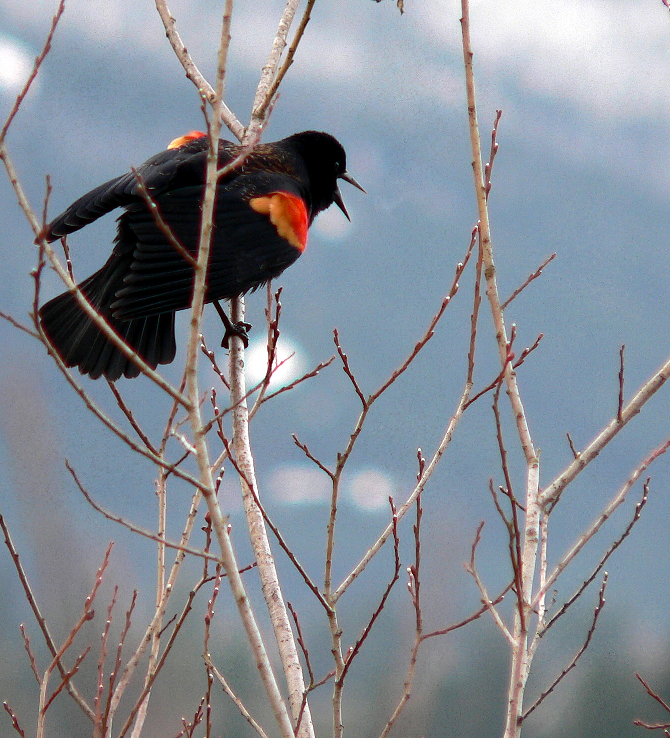 Red-winged Blackbird by Doris May