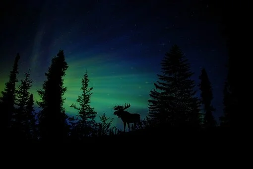 moose-1793632__340.jpg