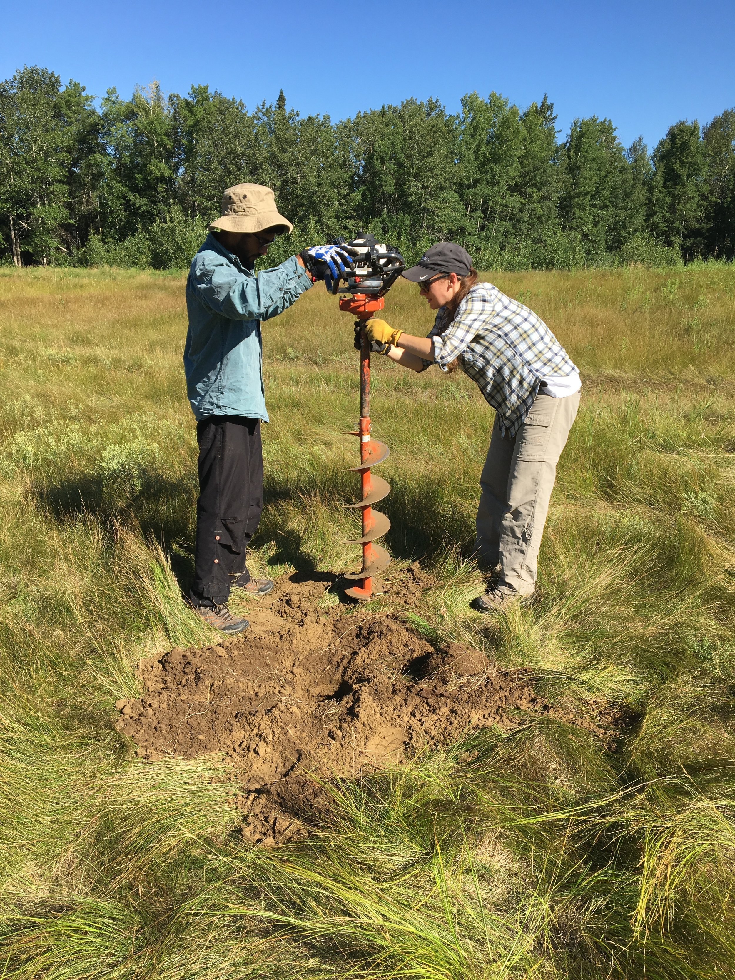 Volunteers drill a hole for a bat box post at Bunchberry Meadows