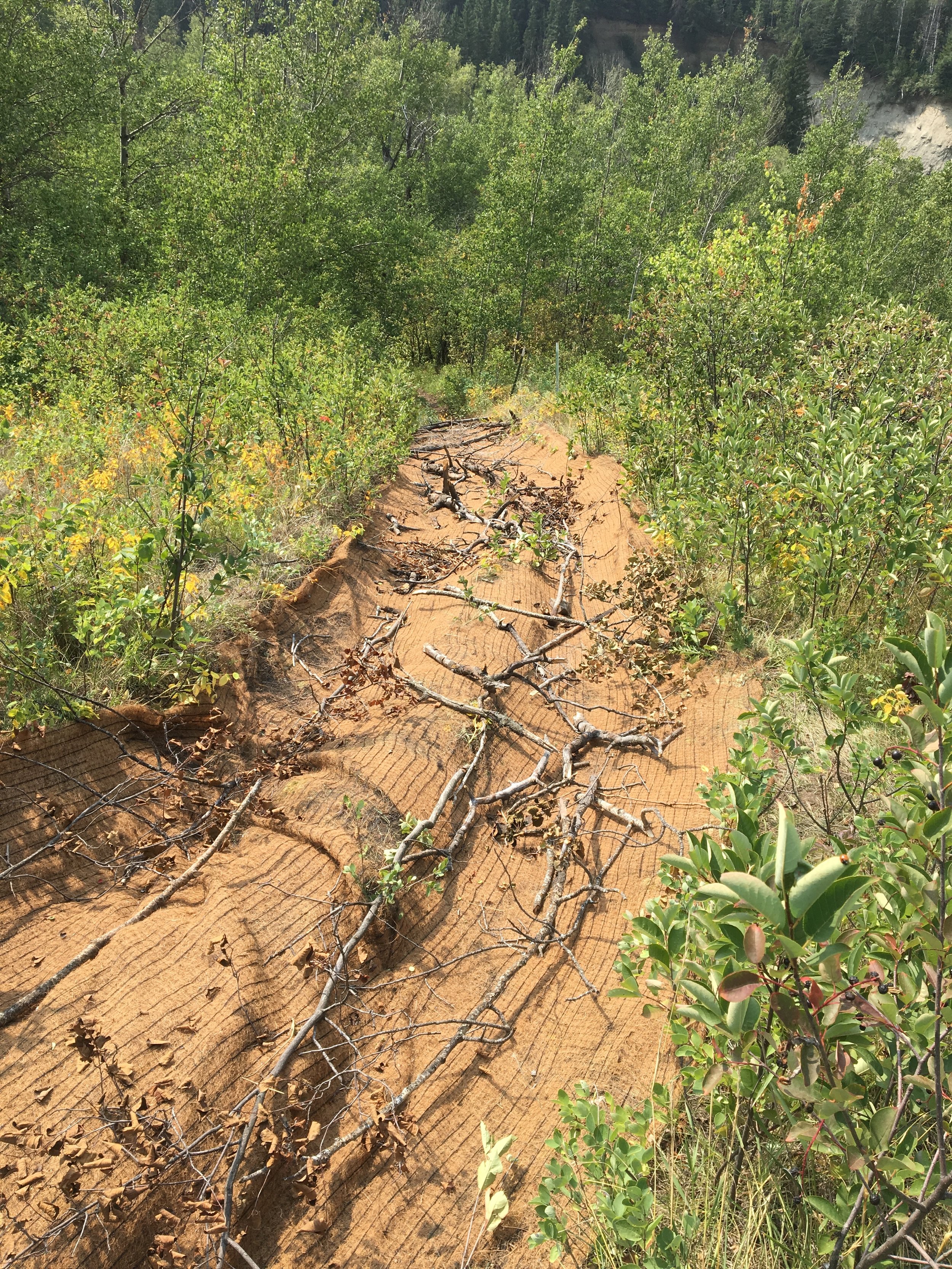 Volunteers restored an old eroded trail at Coates