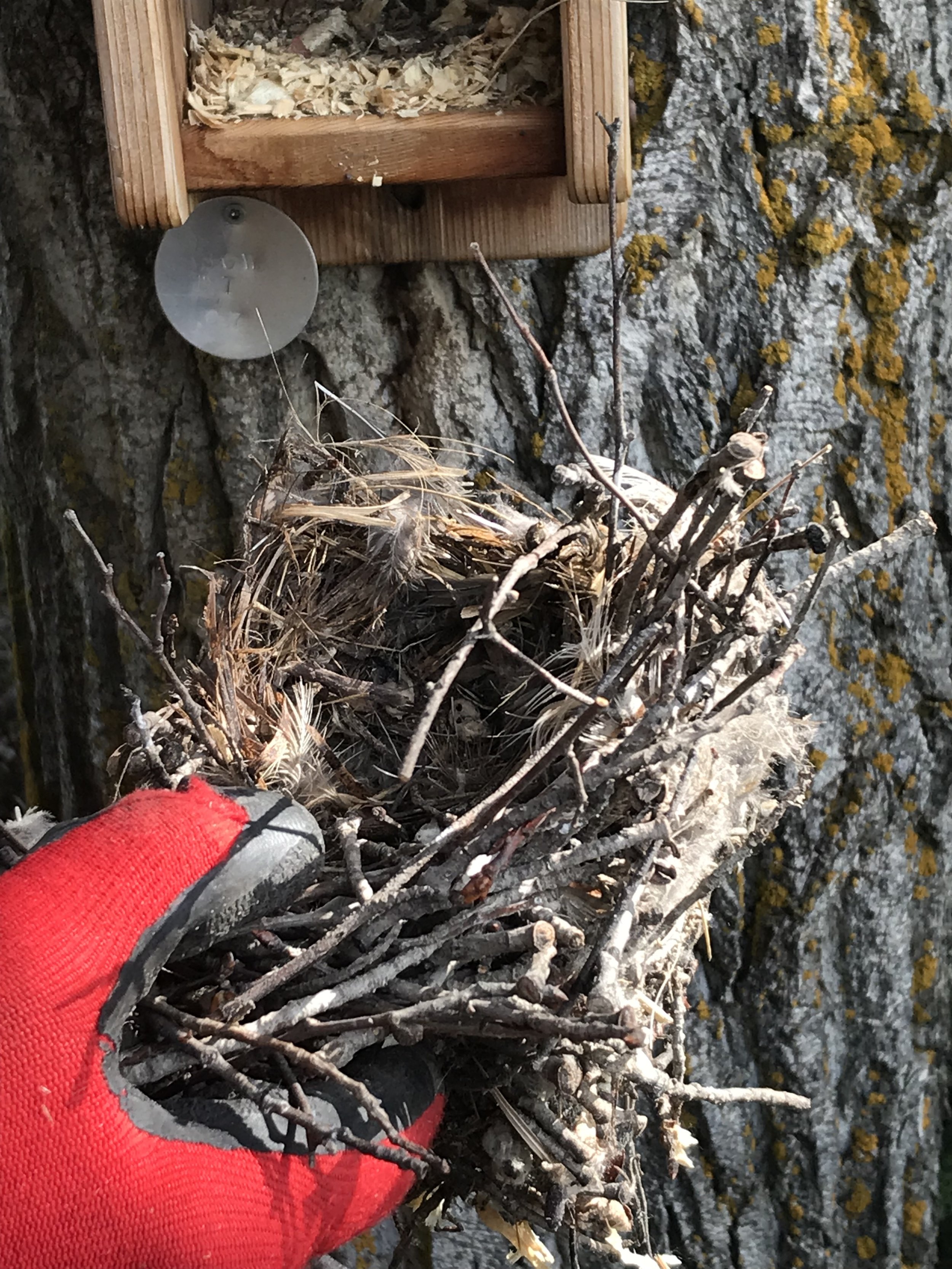 Volunteers cleaned out 34 nest boxes at Boisvert's Greenwoods