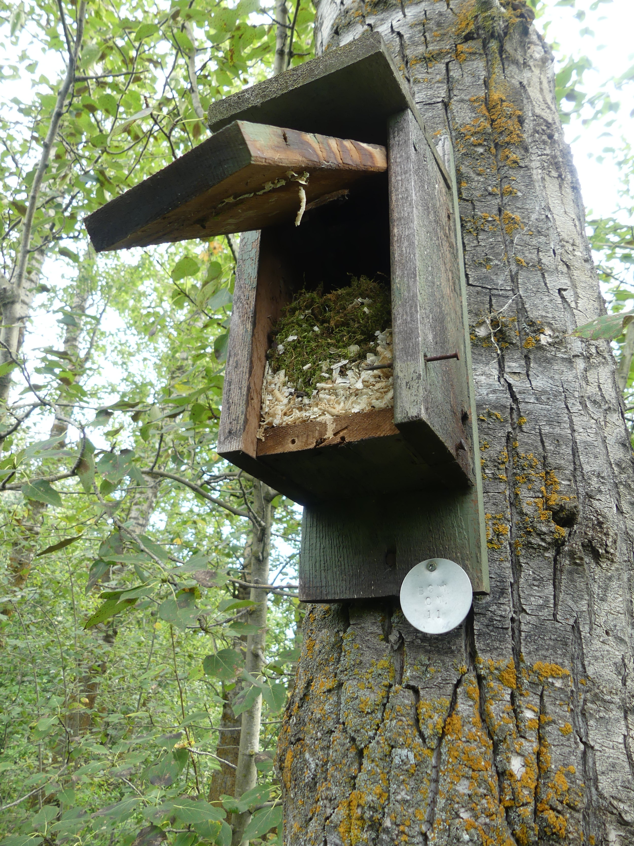 A Black-capped Chickadee nest at Boisvert's Greenwoods
