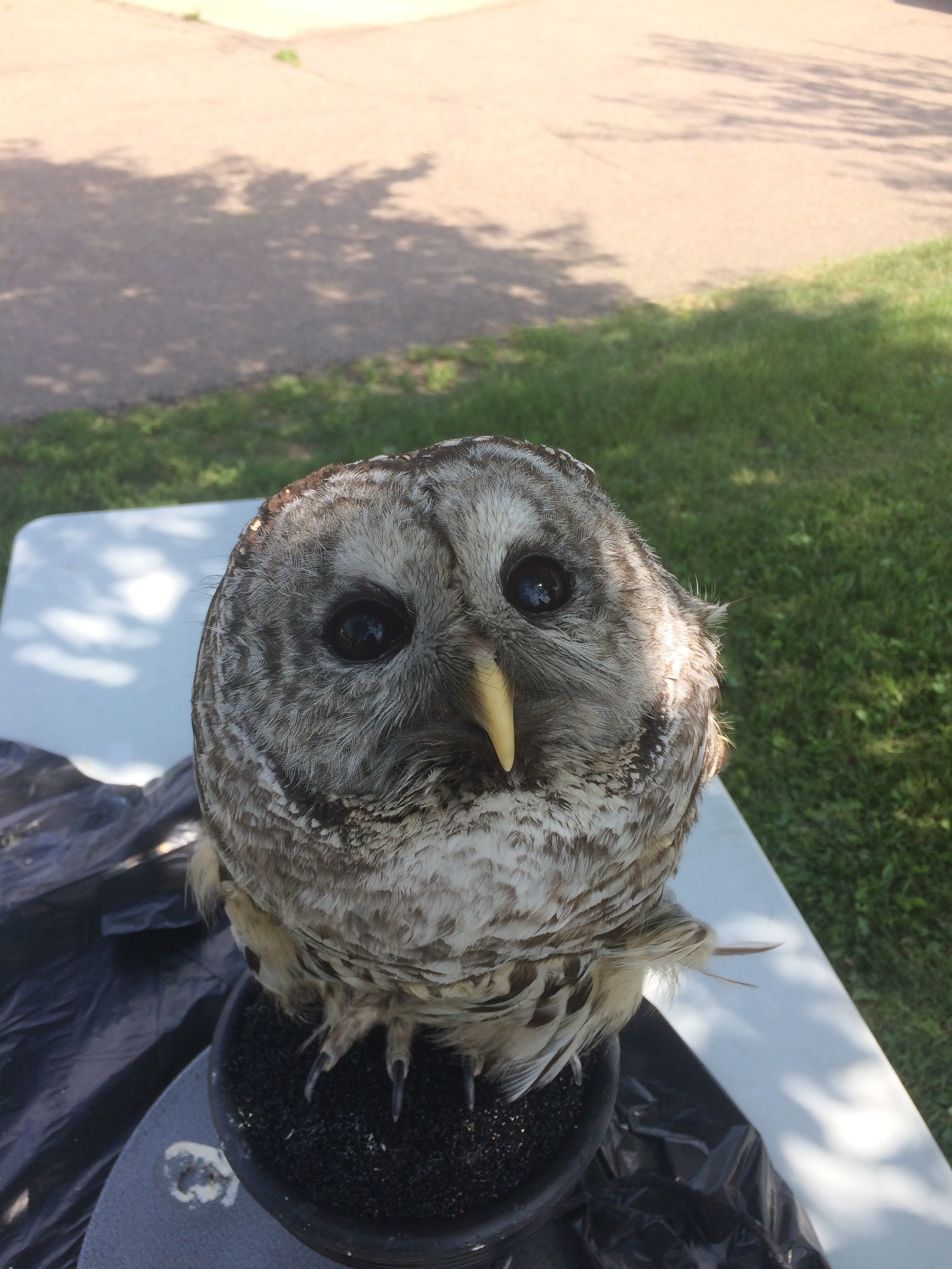 Special guest Colonel the Barred Owl visited during EALTs 10th Anniversary Tours of Ladyflower Gardens