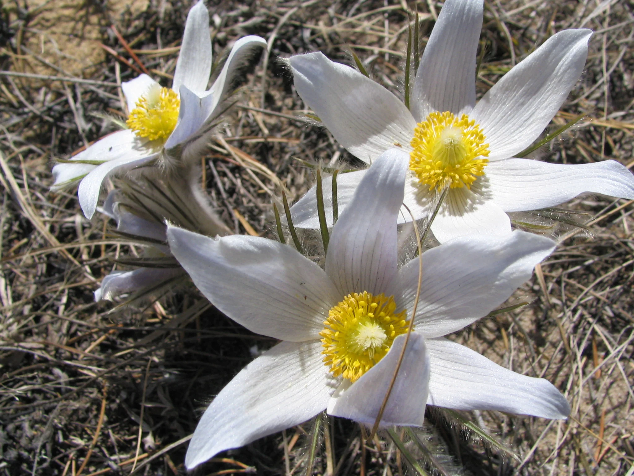 prairie crocus - steph weizenbach.jpg