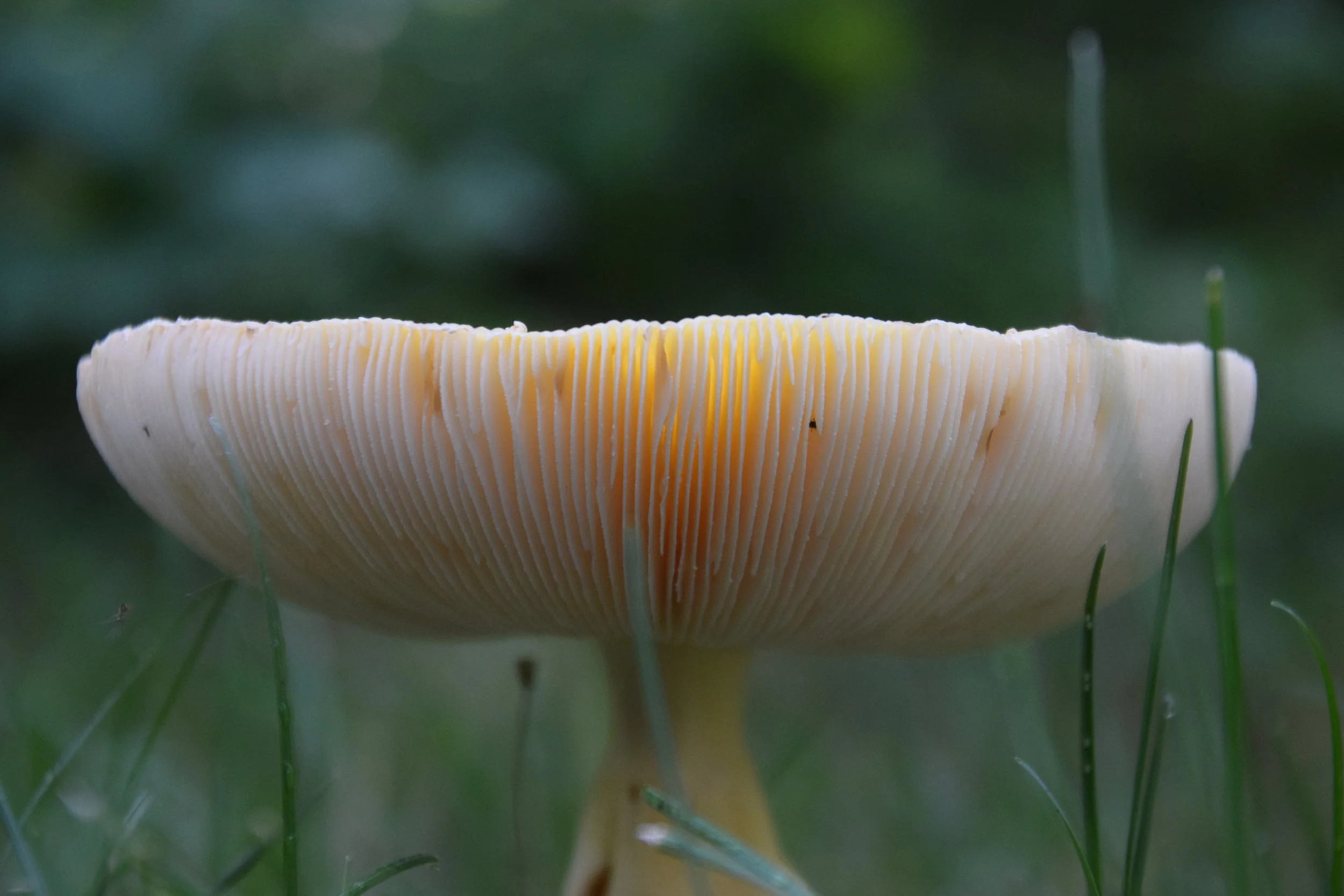 EALT Secures Old Growth Forest West of Edmonton