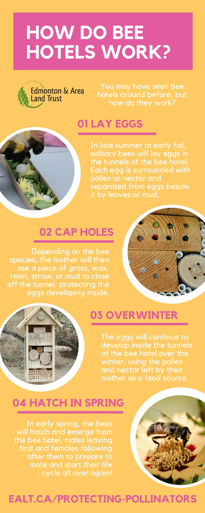 How do bee hotels work Infographic.jpg