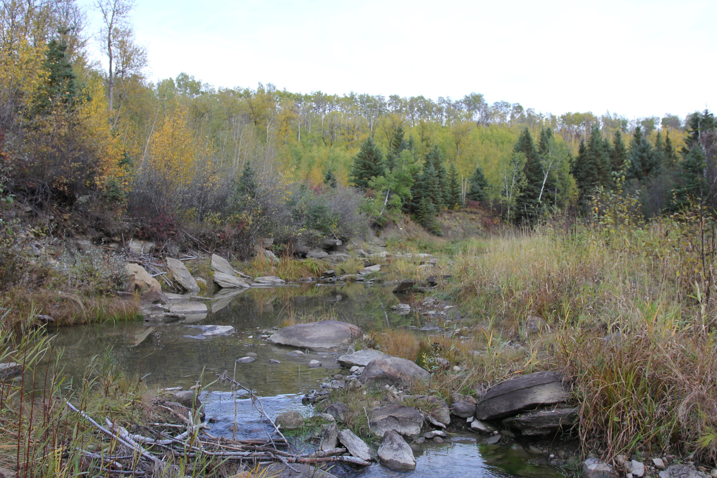 Willow Creek in Coates Conservation Lands
