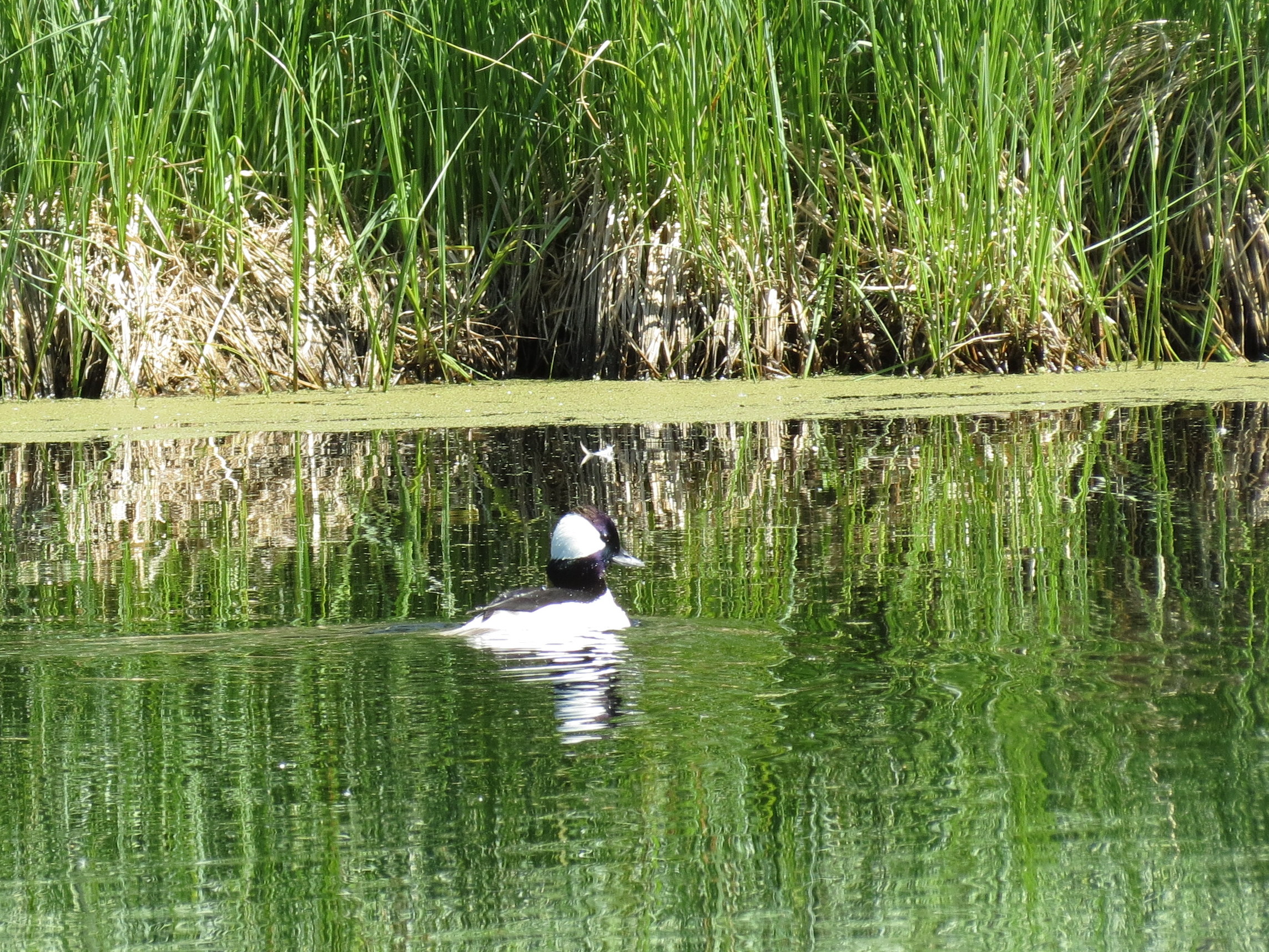 bufflehead - boisvert 2015 (1).JPG