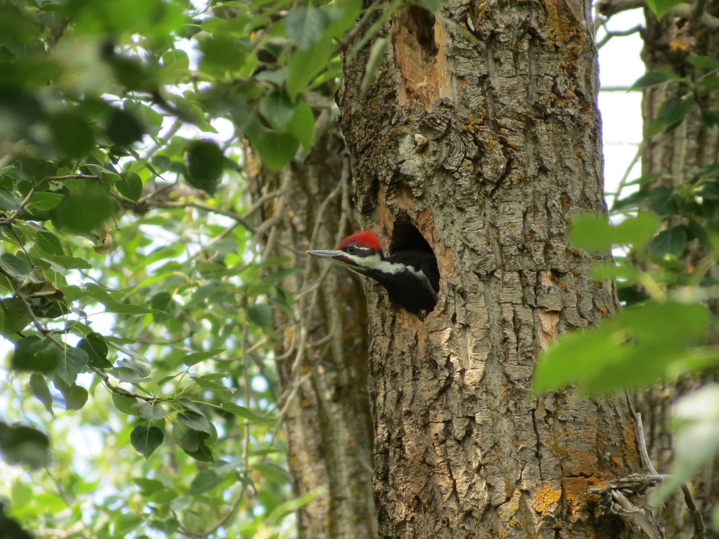 pileated woodpecker @ Boisvert - EALT.JPG