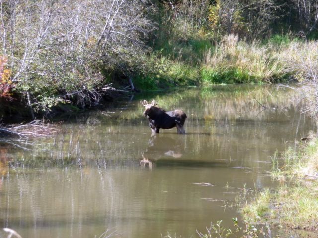 moose at Larch - Harry Stelfox (1).jpg