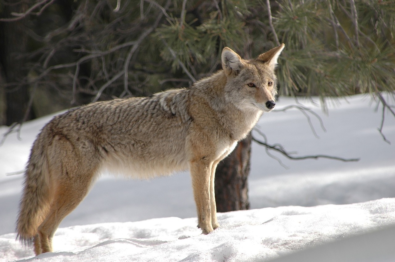 coyote-public domain.jpg