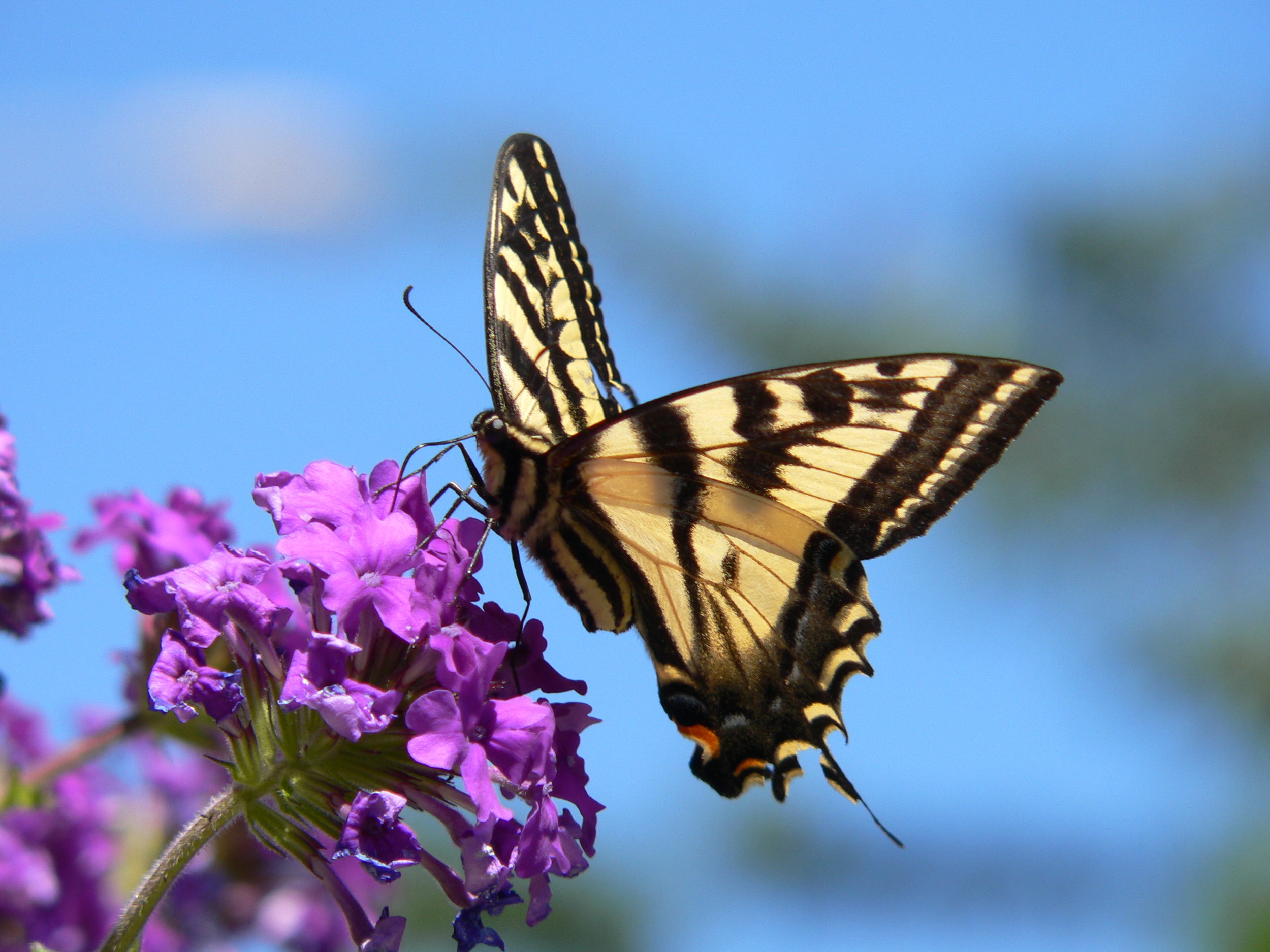 2005-07-21 Butterfly Tiger Swallowtail 102 - Doris May.jpg