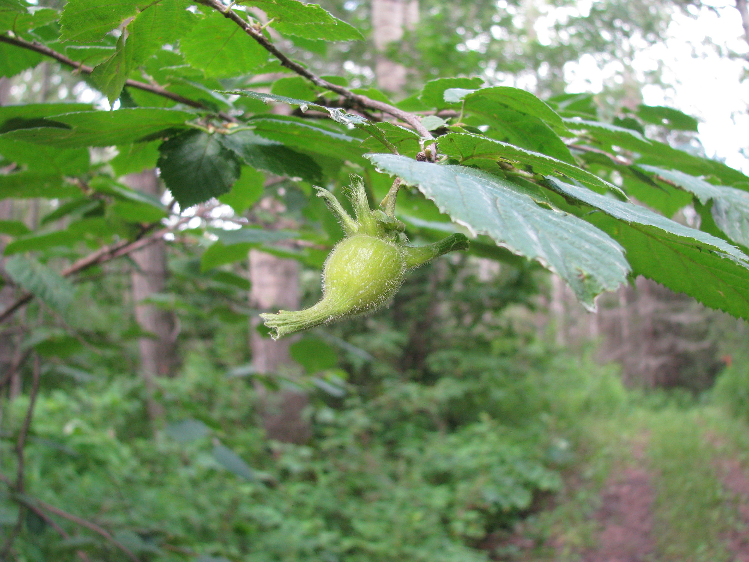 beaked hazelnut.JPG