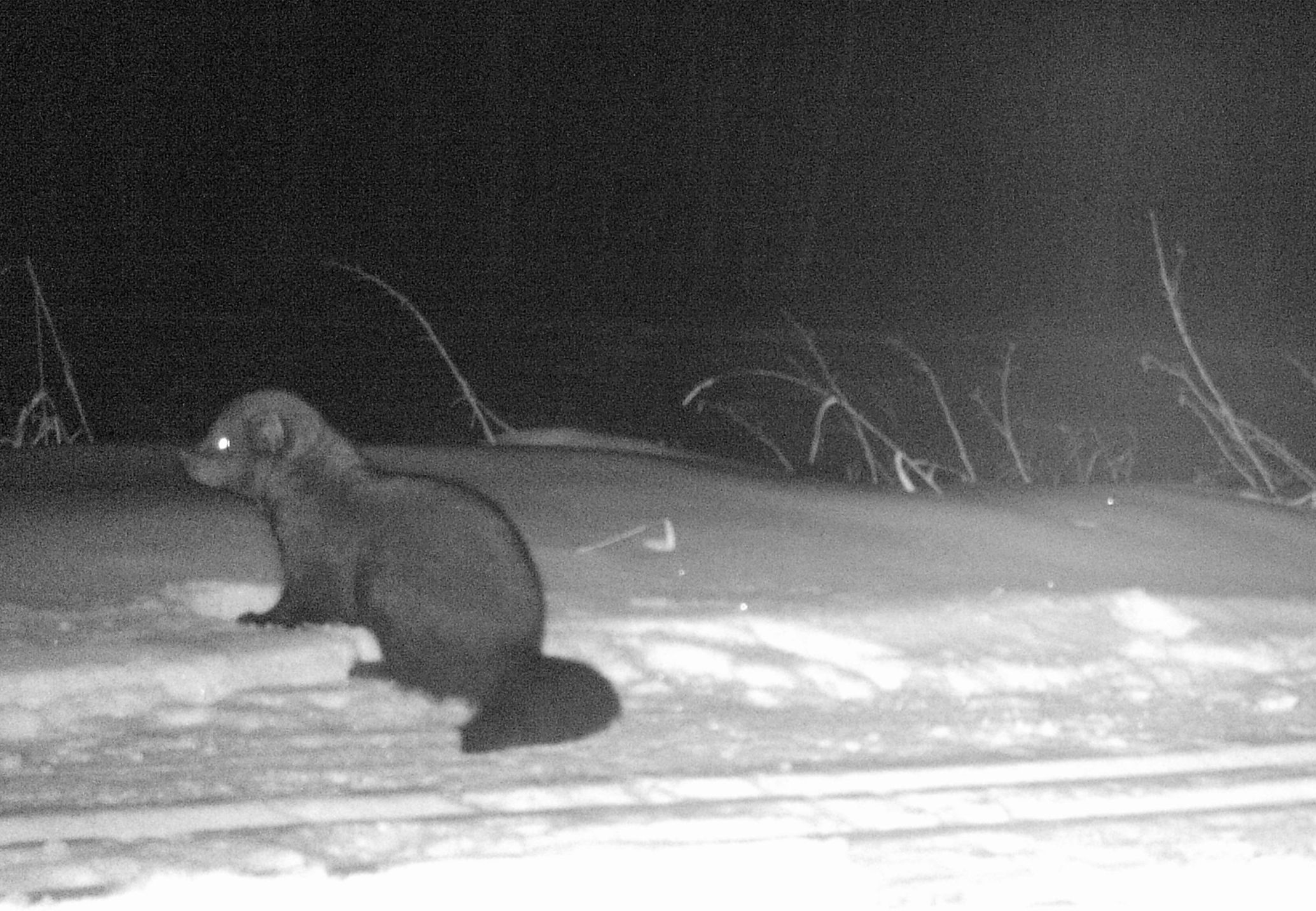 Fisher at Glory Hills Conservation Land