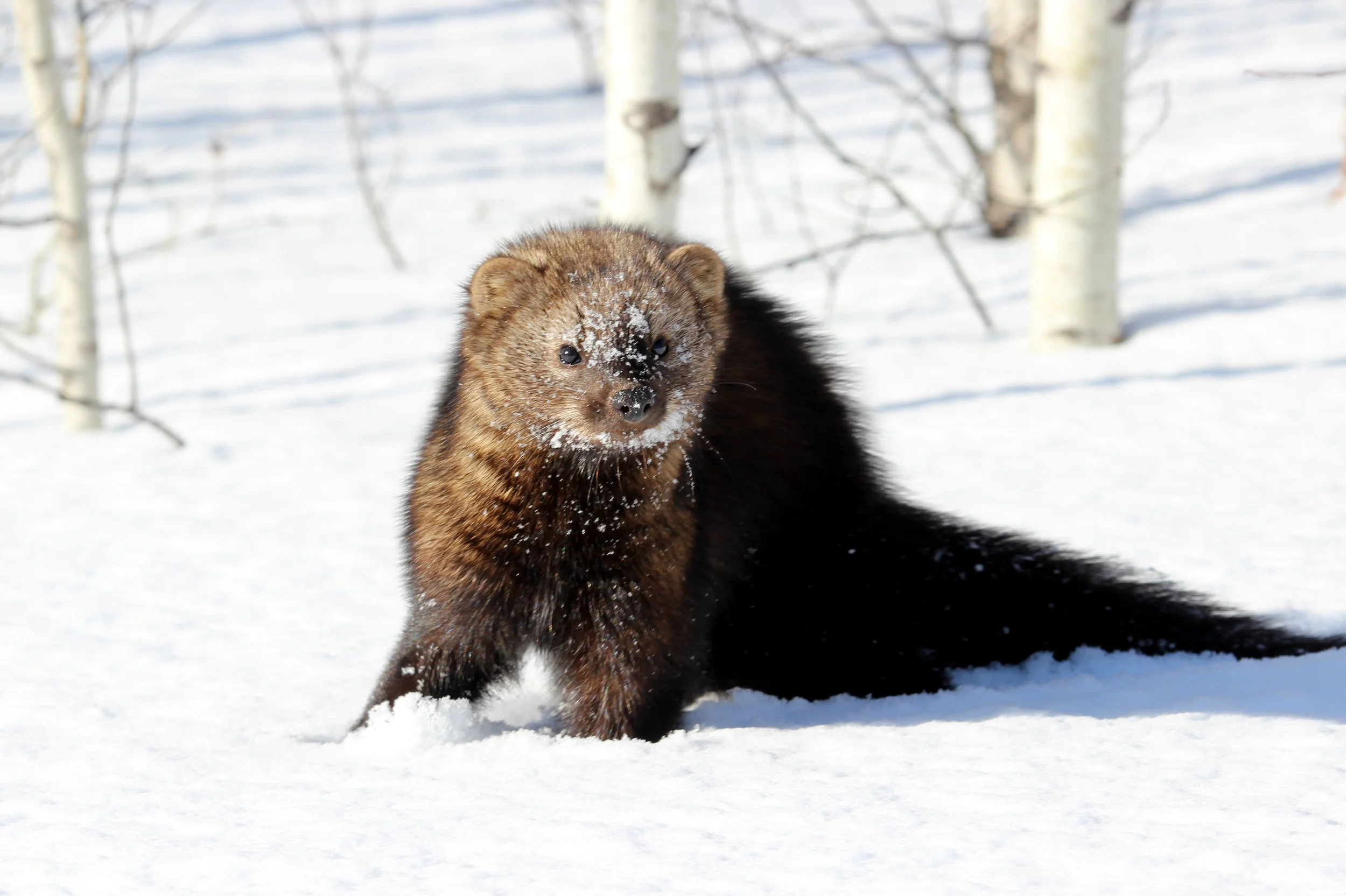 The Moraine Mesocarnivores Project Results Published
