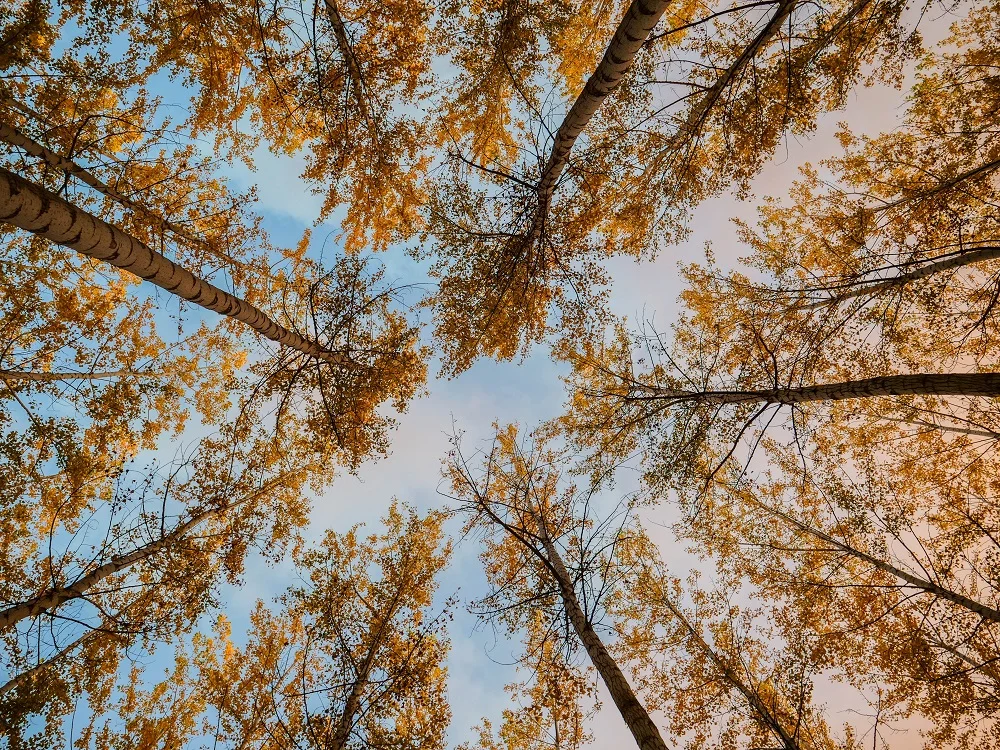 Photo By David Kovalenko on Unsplash