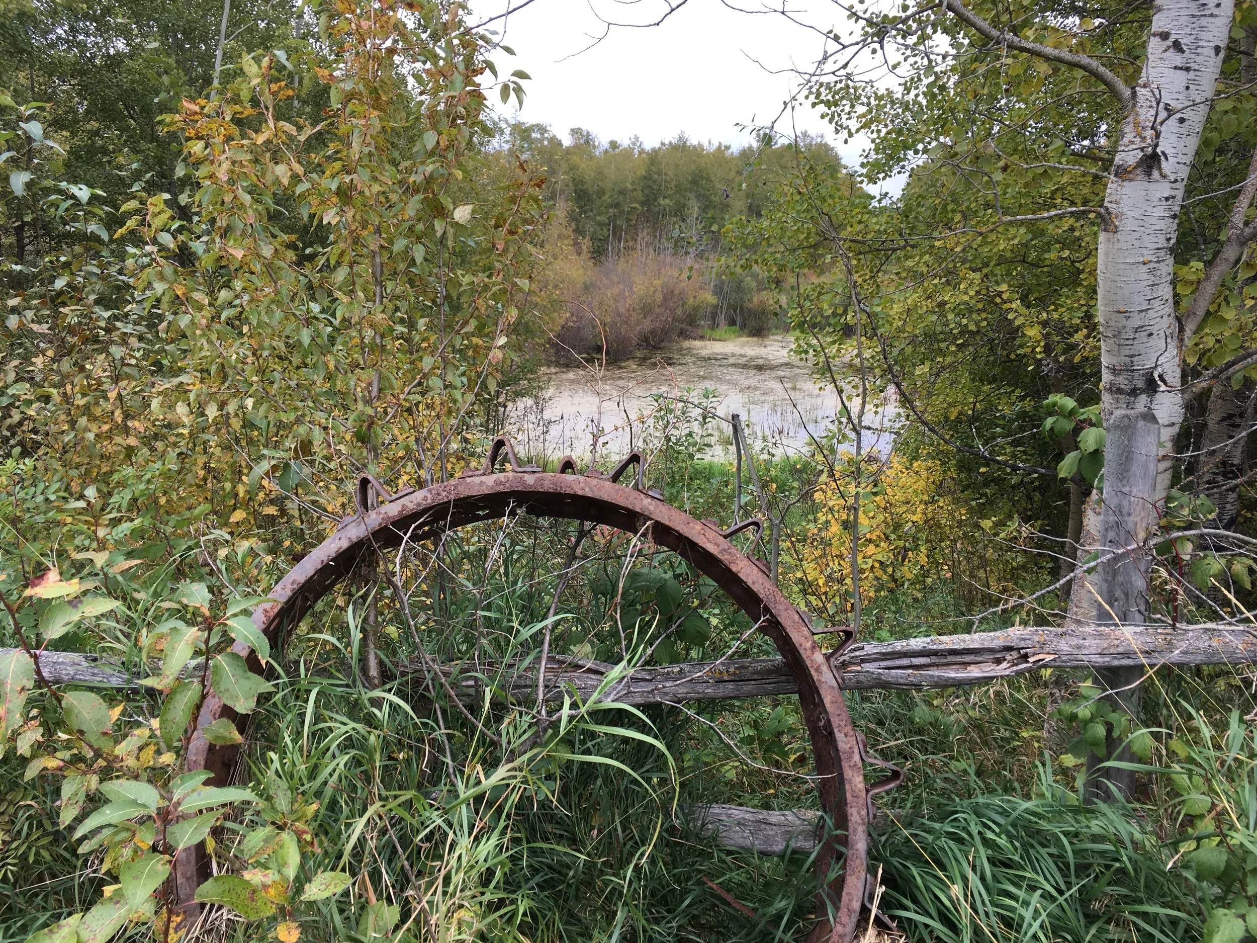 A Wild Gift for 10 Years of Conservation