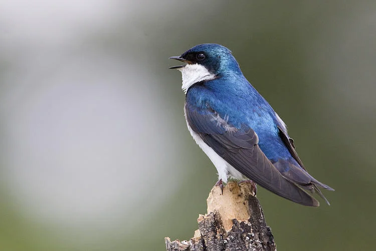Tree Swallow by Gerald Romanchuk
