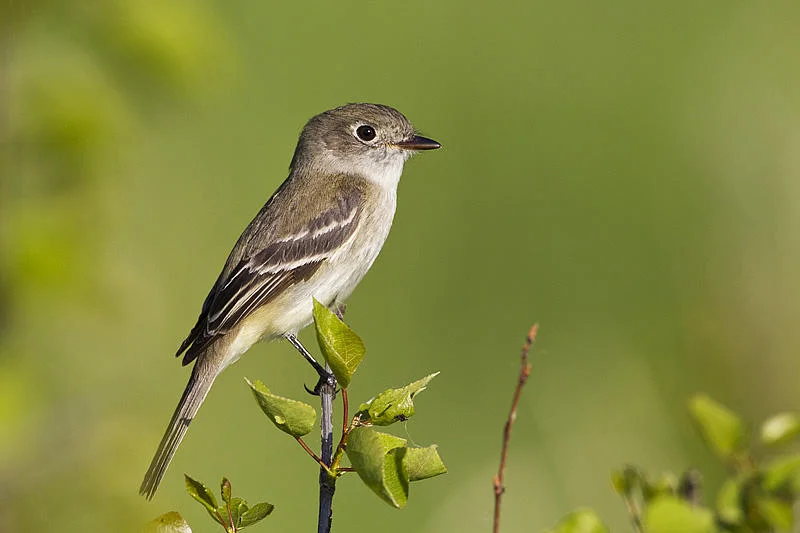 Least Flycatcher by Gerald Romanchuk