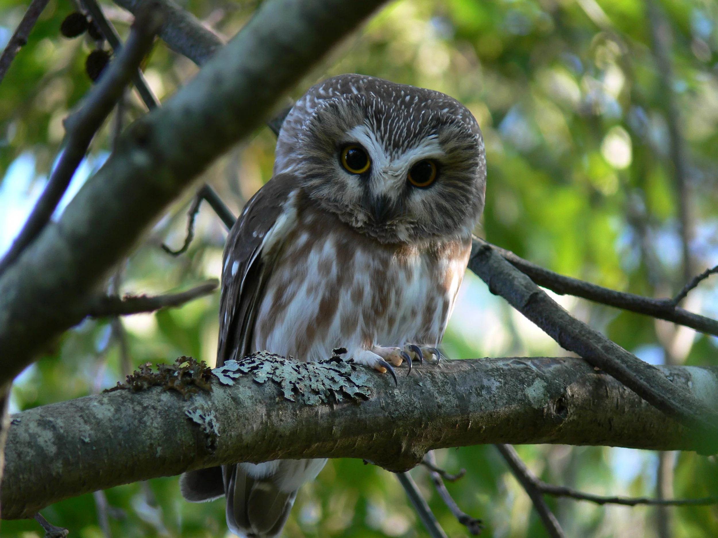 Northern Saw-Whet Owl by Doris May