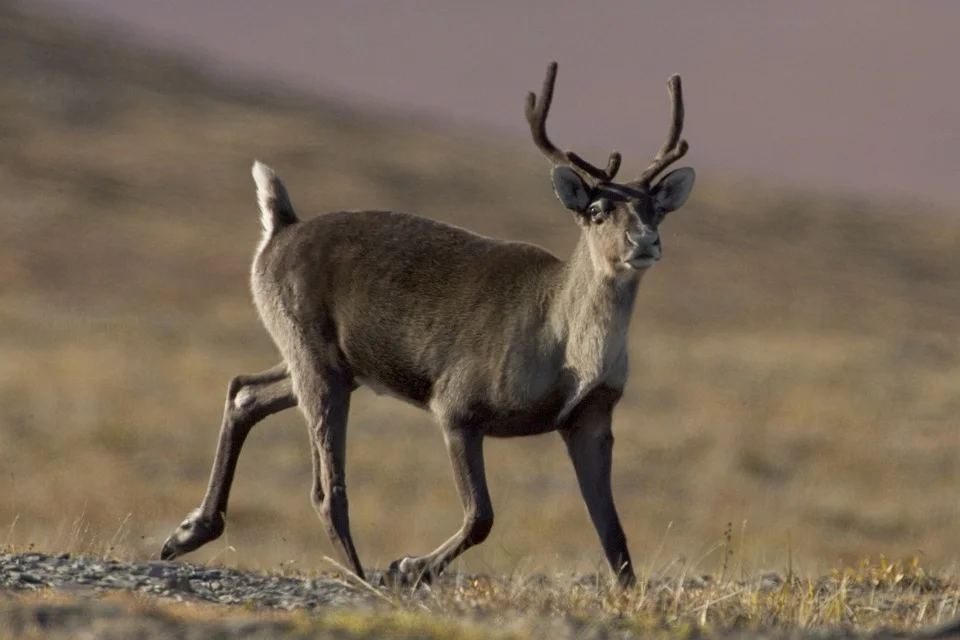 caribou.jpg