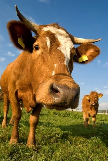 cow.jpg