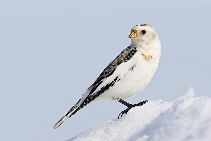 Snow Bunting by Gerald Romanchuk