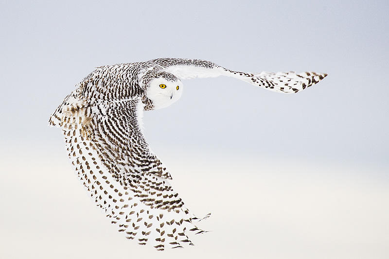 Snowy Owl by Gerald Romanchuk