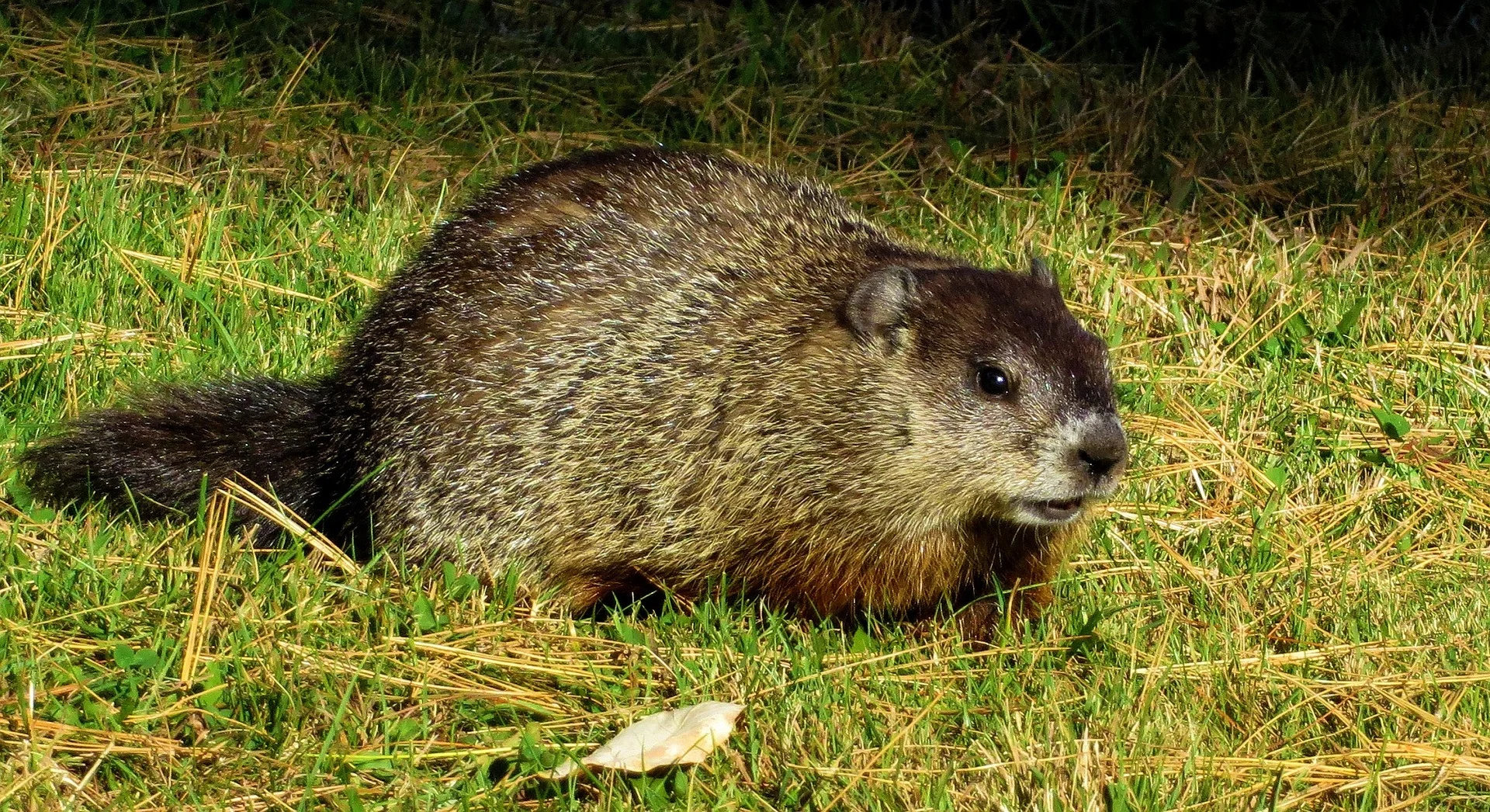 groundhog-skeeze.jpg