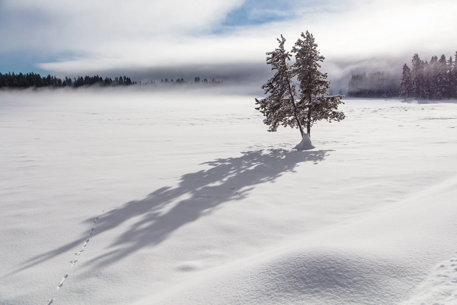 tree-shadows.jpg