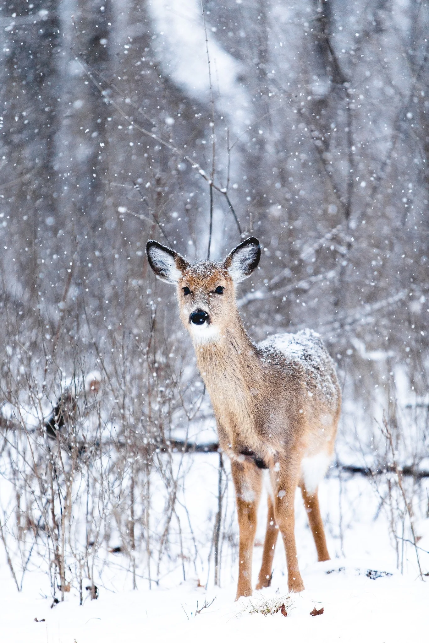 teddy-kelley-deer-unsplash.jpg