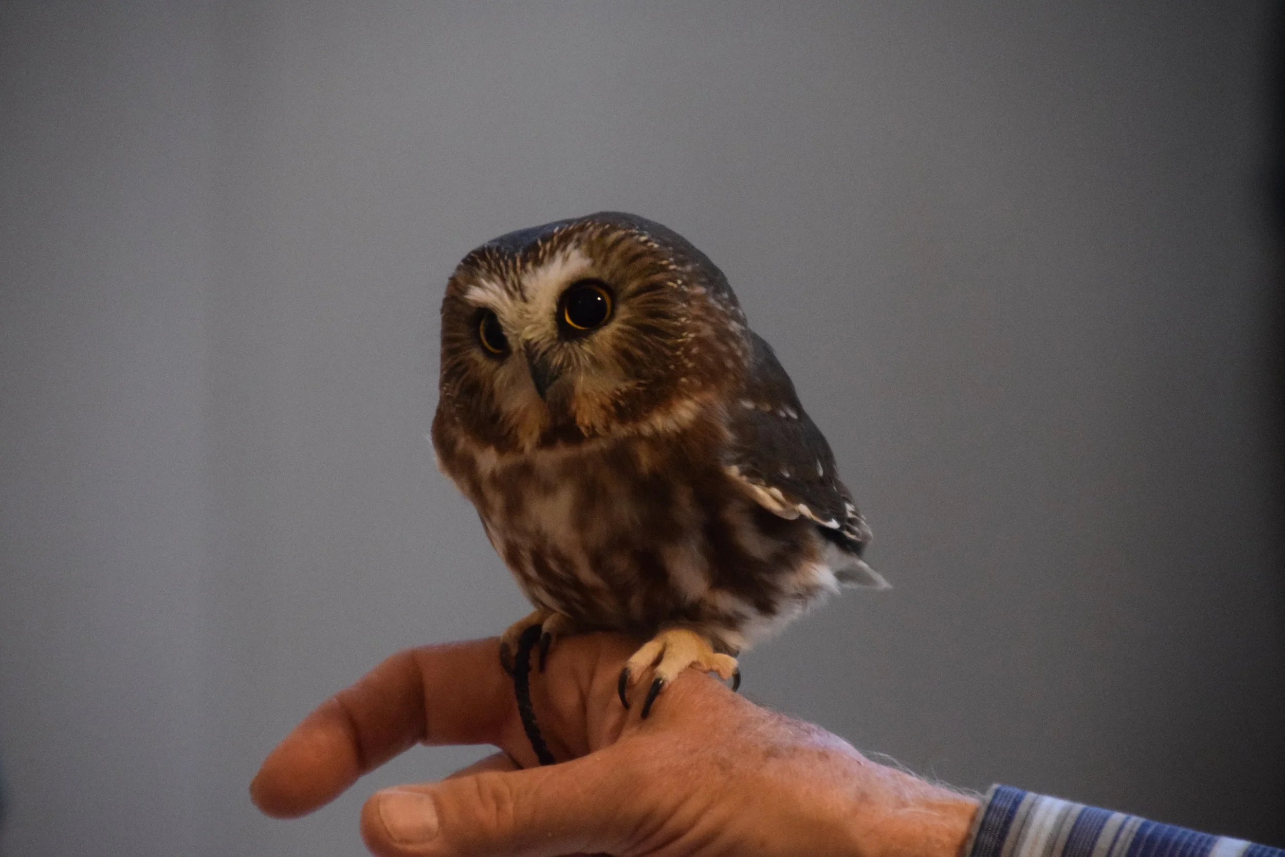 Bird Event Day at Wild Birds Unlimited Edmonton for the Earth Ambassador Program