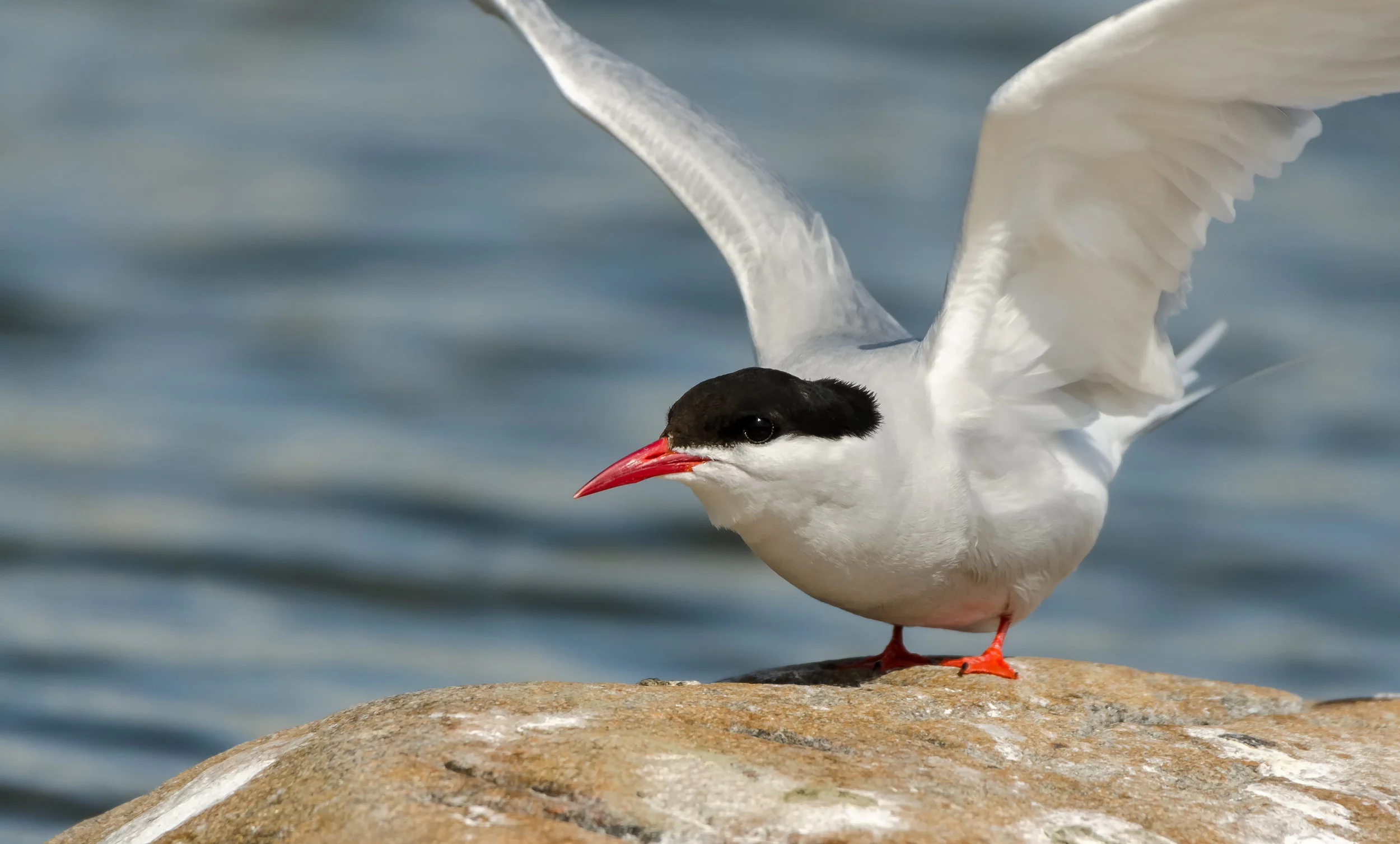 Arctic terns ( Sterna paradisaea ) can be found nesting in the Athabasca Dunes Ecological Reserve. Photo by Kristian Pikner, CC BY-SA 4.0