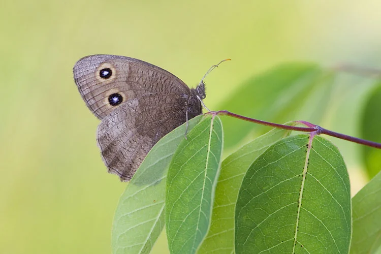 Common Wood Nymph, photo by Gerald Romanchuk