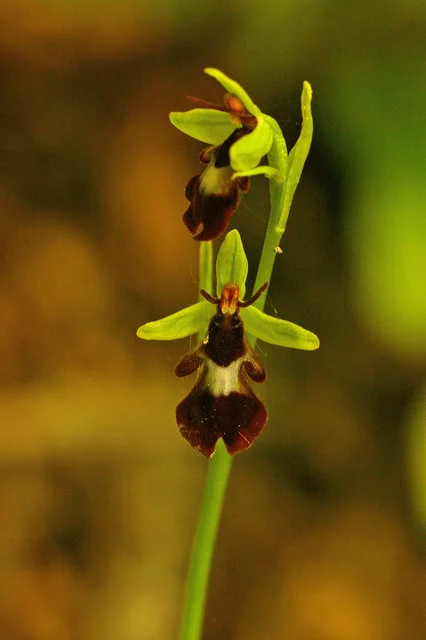 Fly_Orchid_(Ophrys_insectifera)_-_geograph.org.uk_-_1330567.jpg
