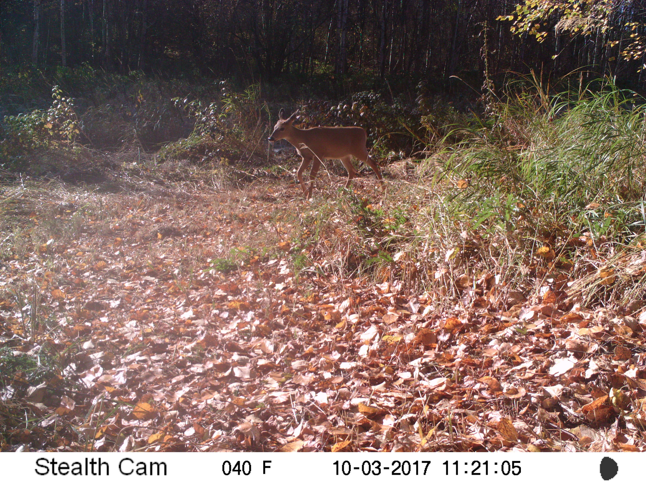 Deer at Glory Hills