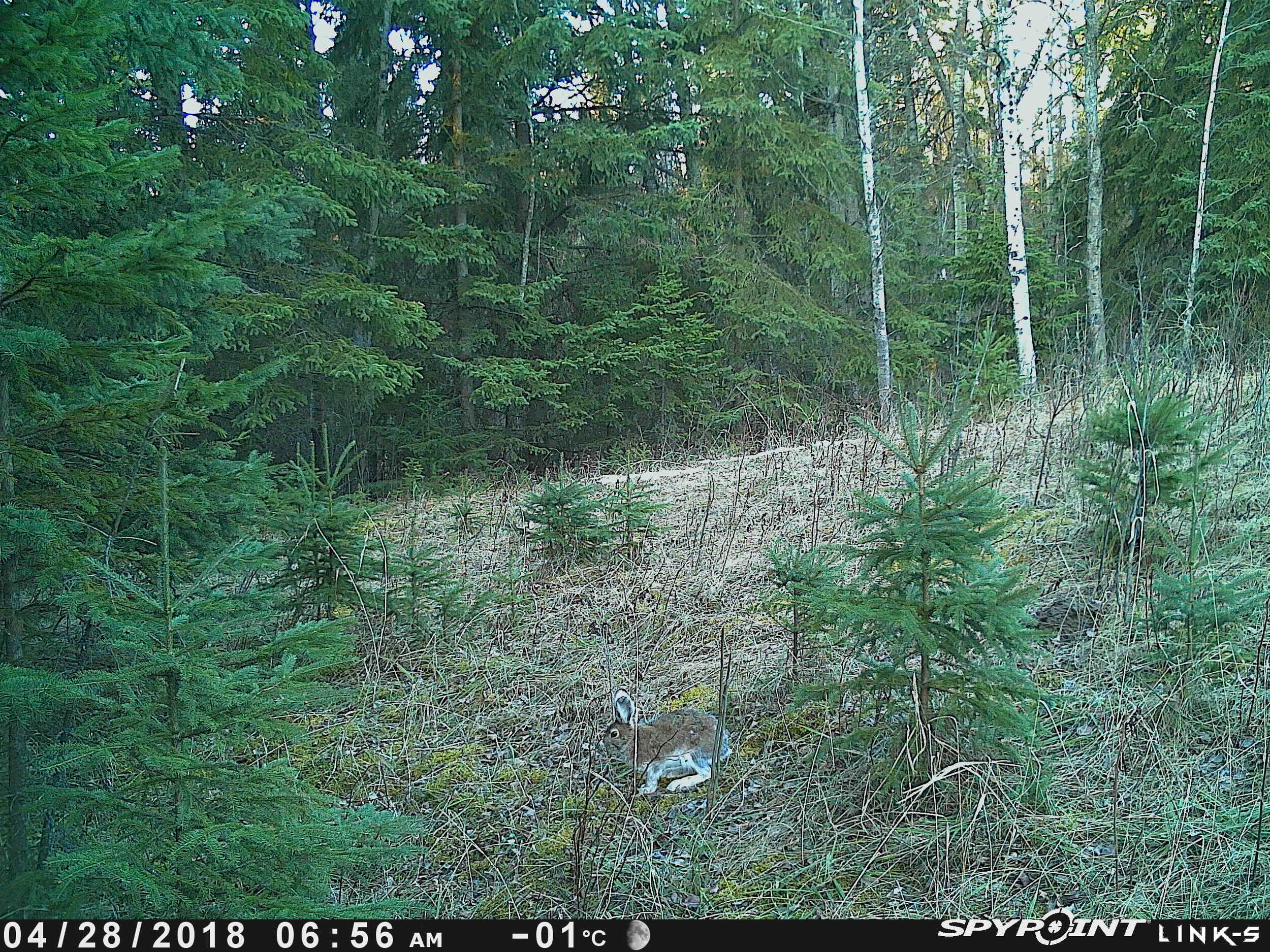Snowshoe Hare at Bunchberry Meadows