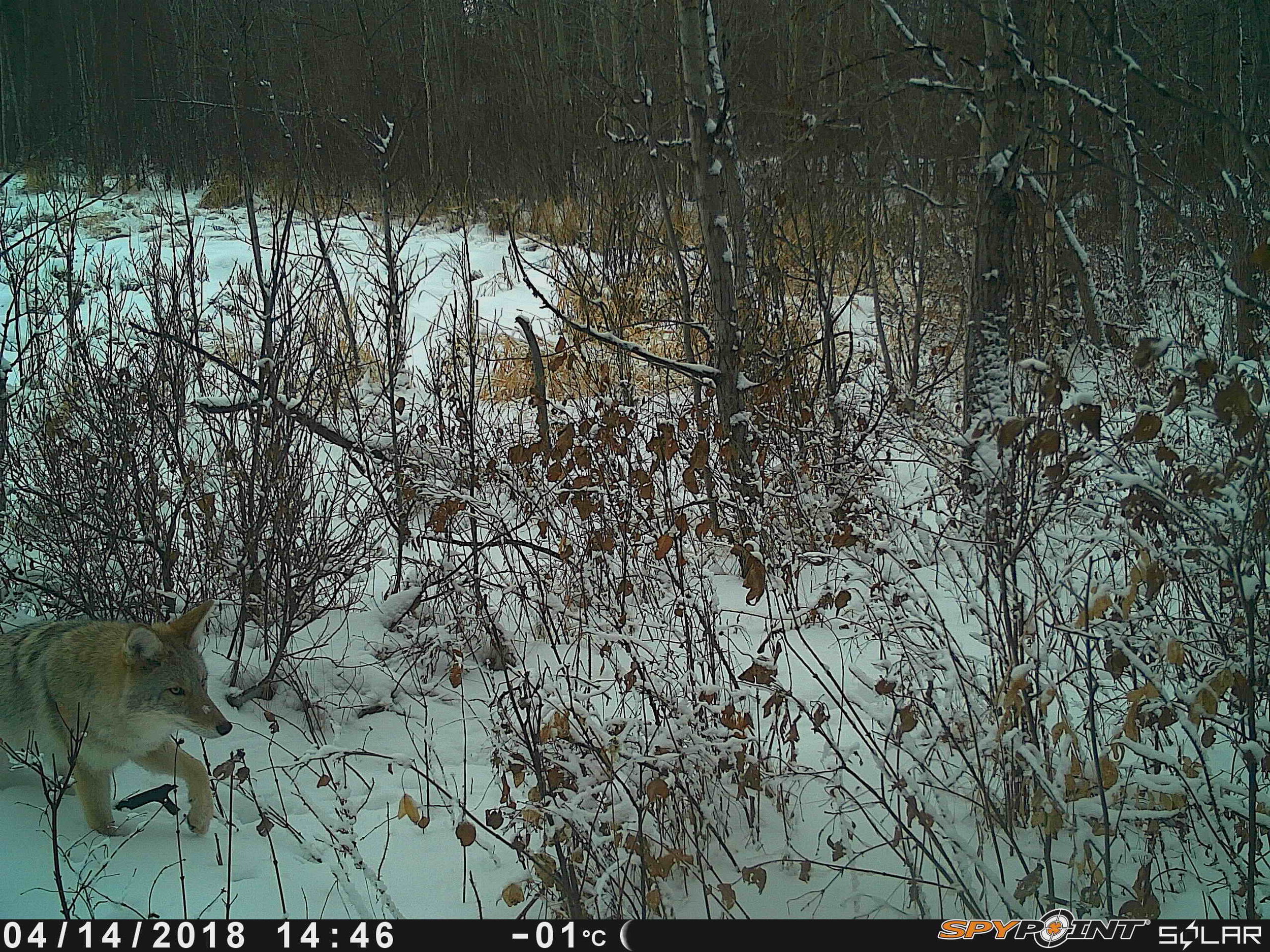 Coyote at Smith Blackburn Homestead