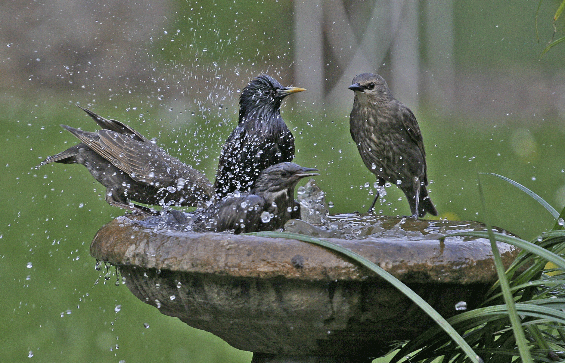 European Starlings enjoying a splash