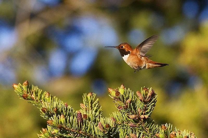 Photo credit: Gerald Romanchuk