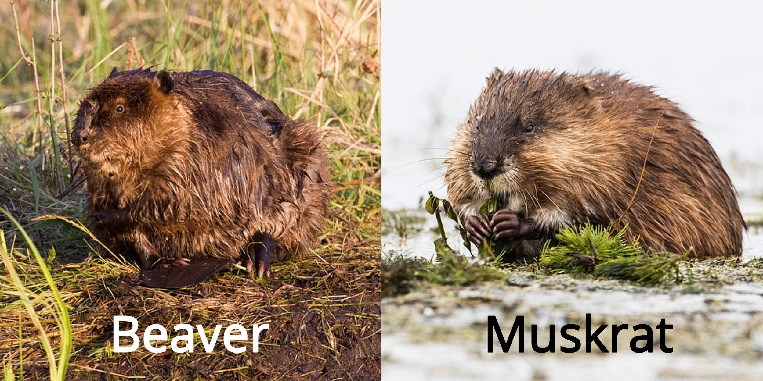 Bushy Beaver