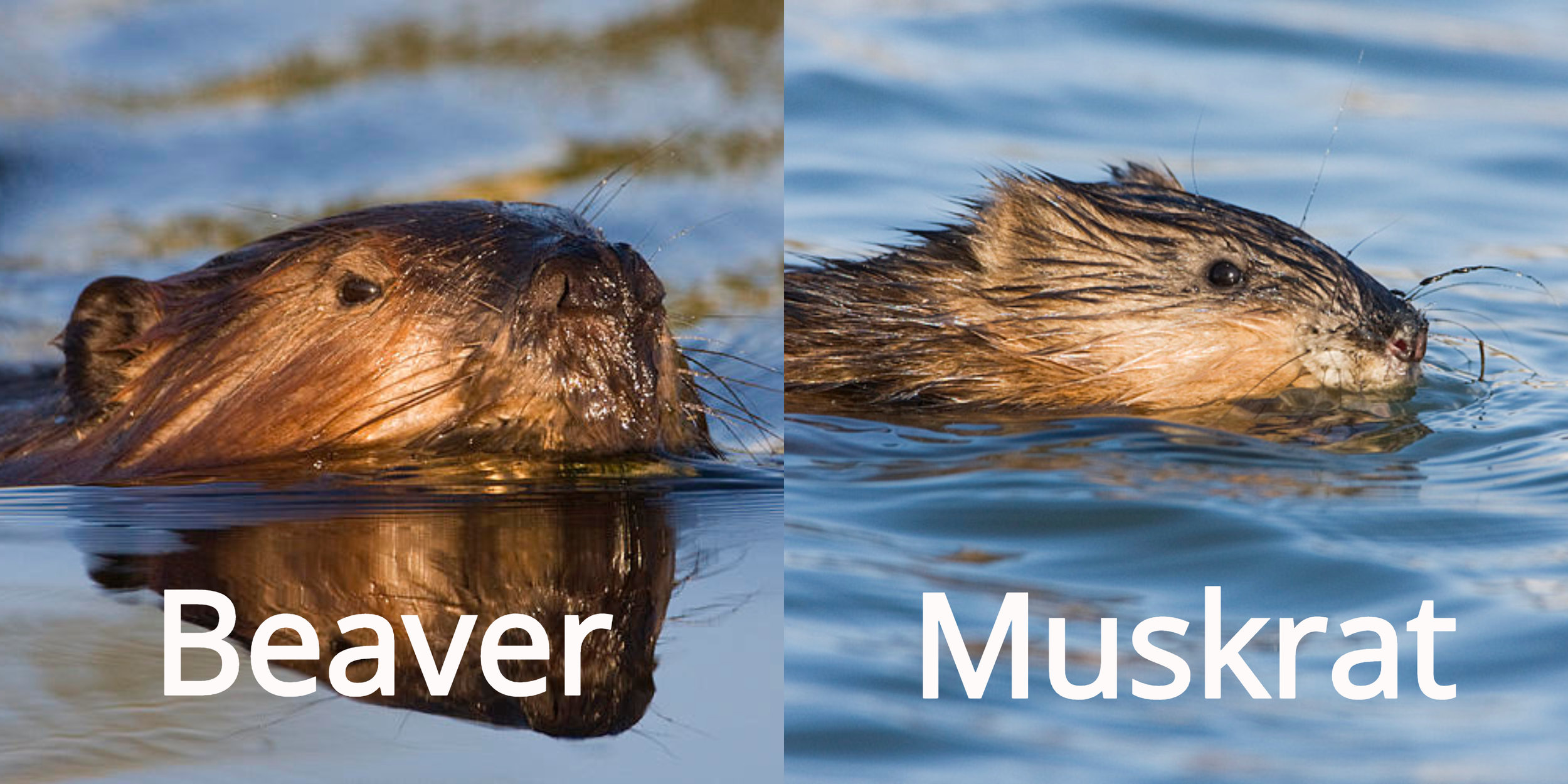 Shaky Beavers