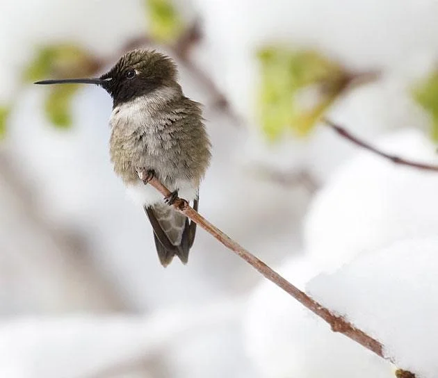 How Birds Keep Warm — Edmonton & Area Land Trust